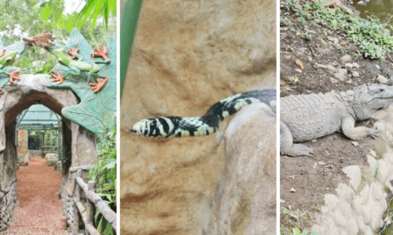 (2021) Arenal Natura Park: Butterflies, Frogs, Snakes, Crocodiles, Turtles, And More In La Fortuna