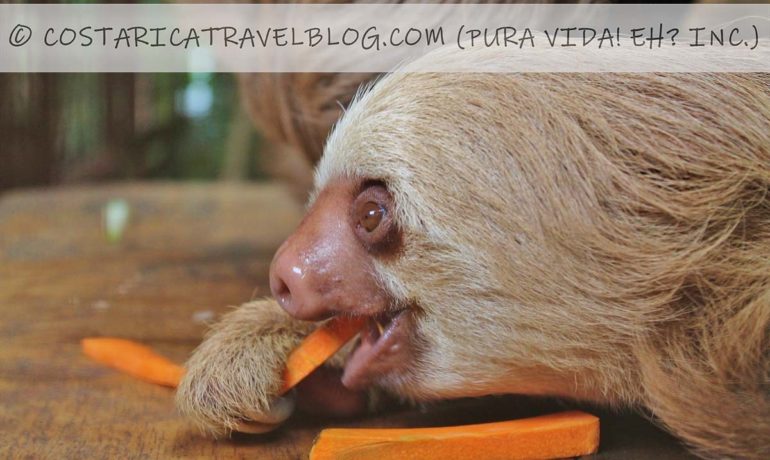 (2021) Costa Rica Wildlife Photography