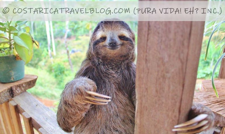 (2021) How, When, And Where To See Sloths In Costa Rica (15+ Spots)