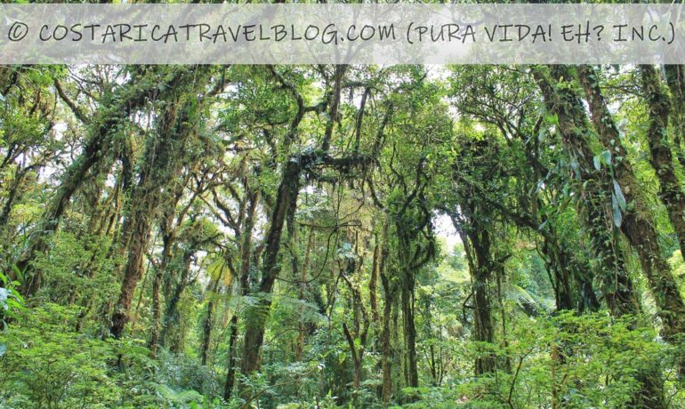 (2021) Must-Know Info About Monteverde Costa Rica From Seasoned Visitors